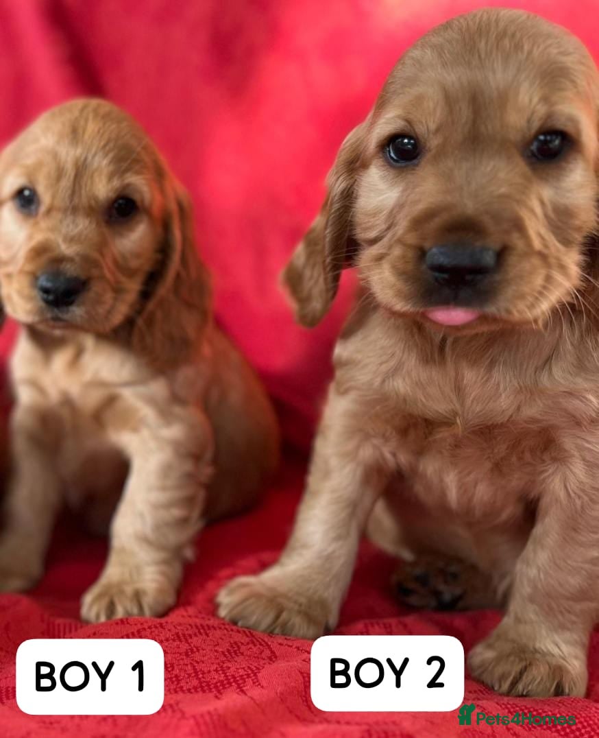 Cocker Spaniel dogs Stunning Showtype cocker spaniel puppies - Advert 1