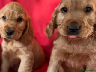 Cocker Spaniel dogs Stunning Showtype cocker spaniel puppies - Advert 11