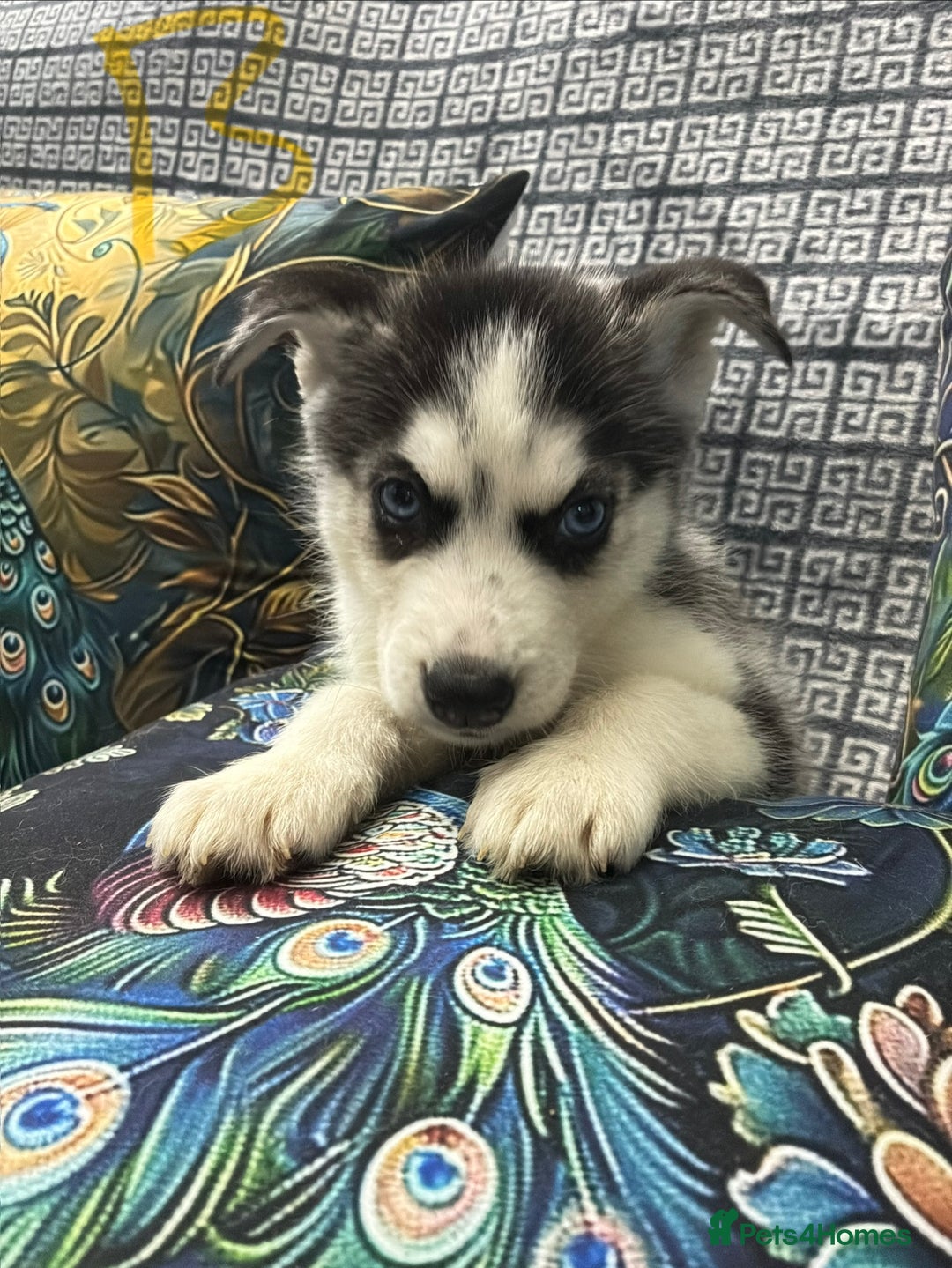 Siberian Husky dogs for sale: Pure Siberian huskies  - Advert 5