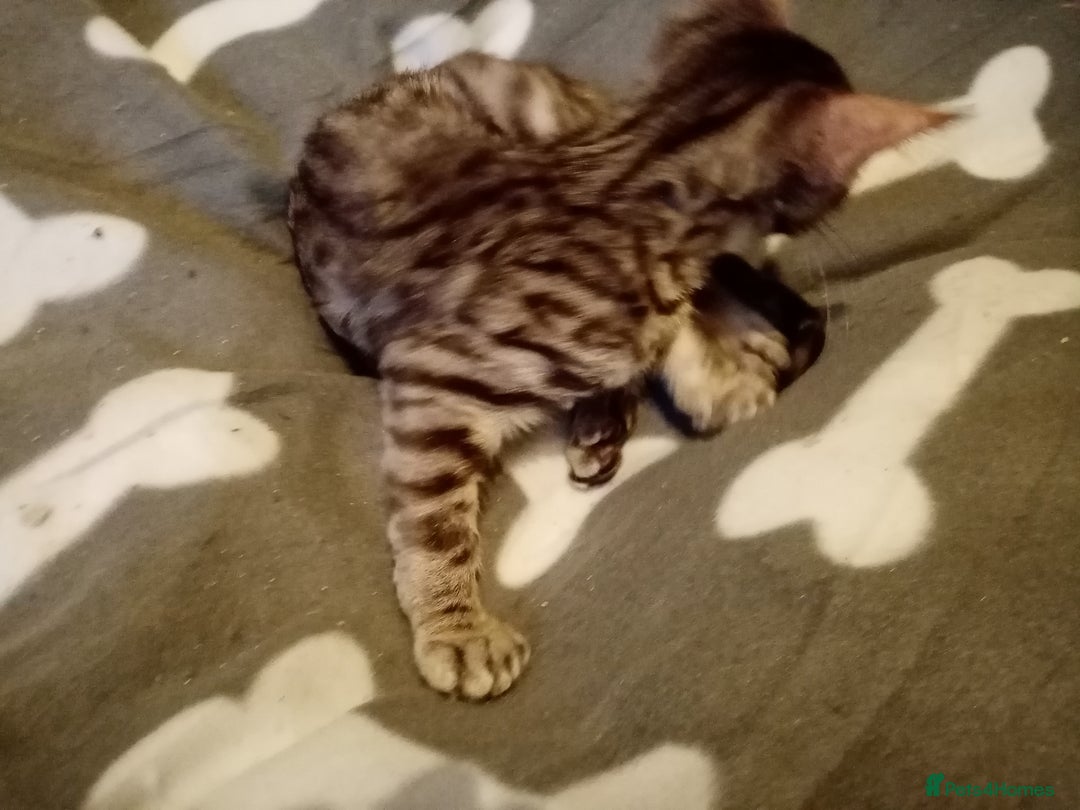 Mixed Breed cats for sale: Cute and Playful Kittens - Advert 35