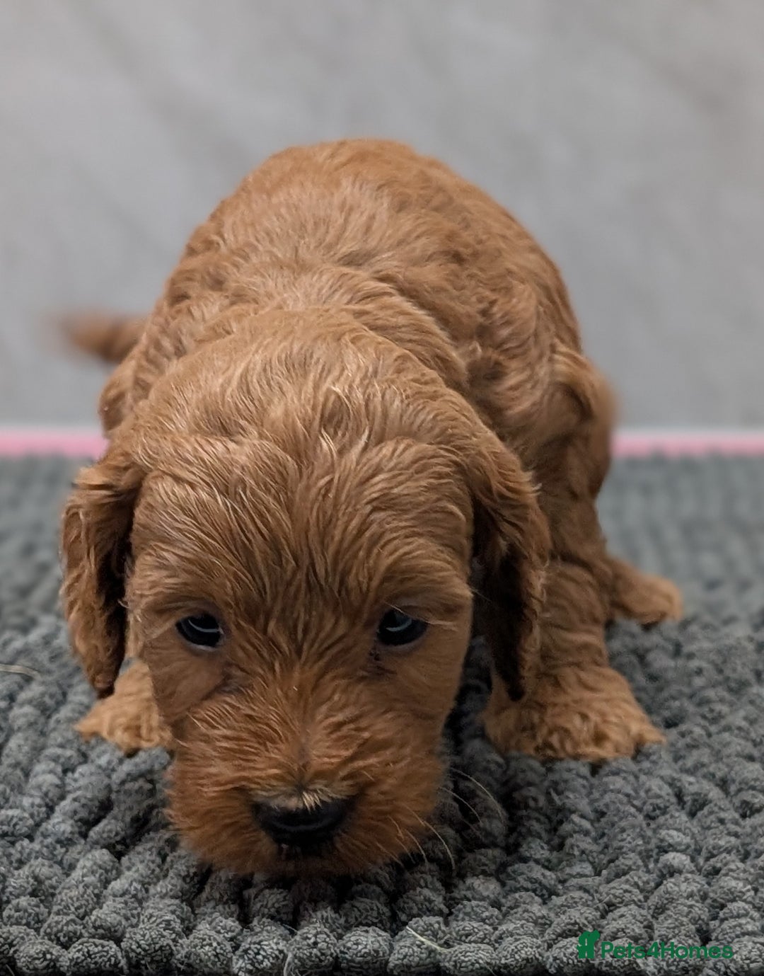 Cockapoo dogs for sale: Licensed breeder, health tested F1 cockapoo pups - Advert 25