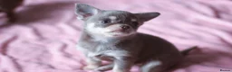 Chihuahua dogs for sale: Kc Registered Small cream/white chihuahua girl  - Advert 16
