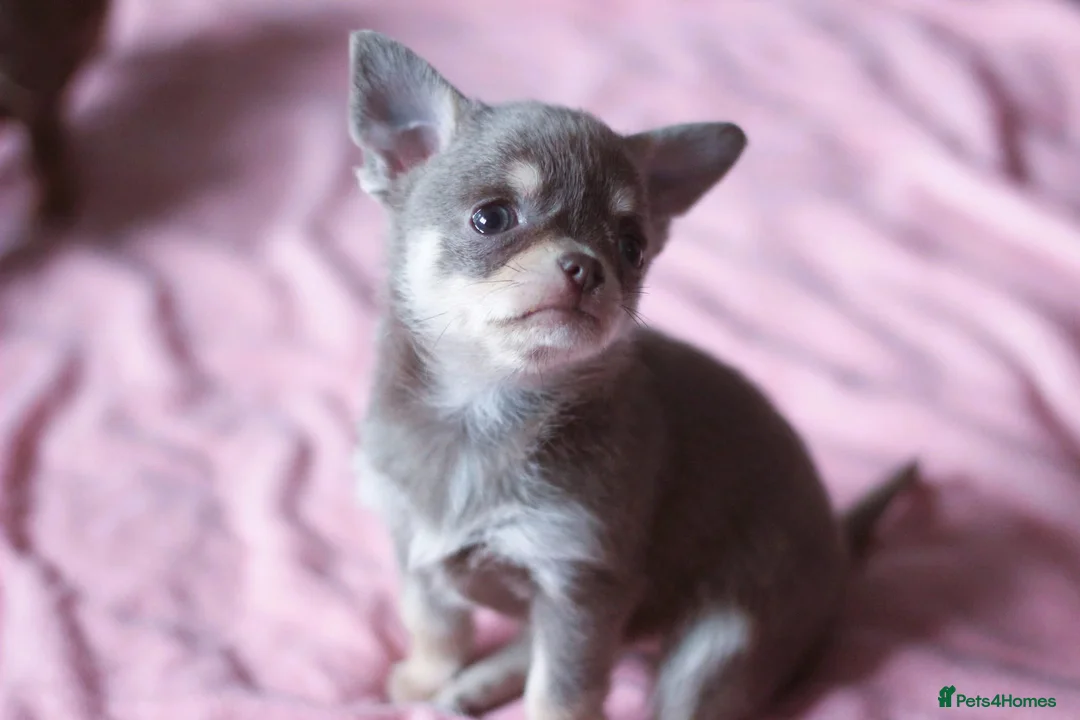Chihuahua dogs for sale: Kc Registered Small cream/white chihuahua girl  - Advert 16