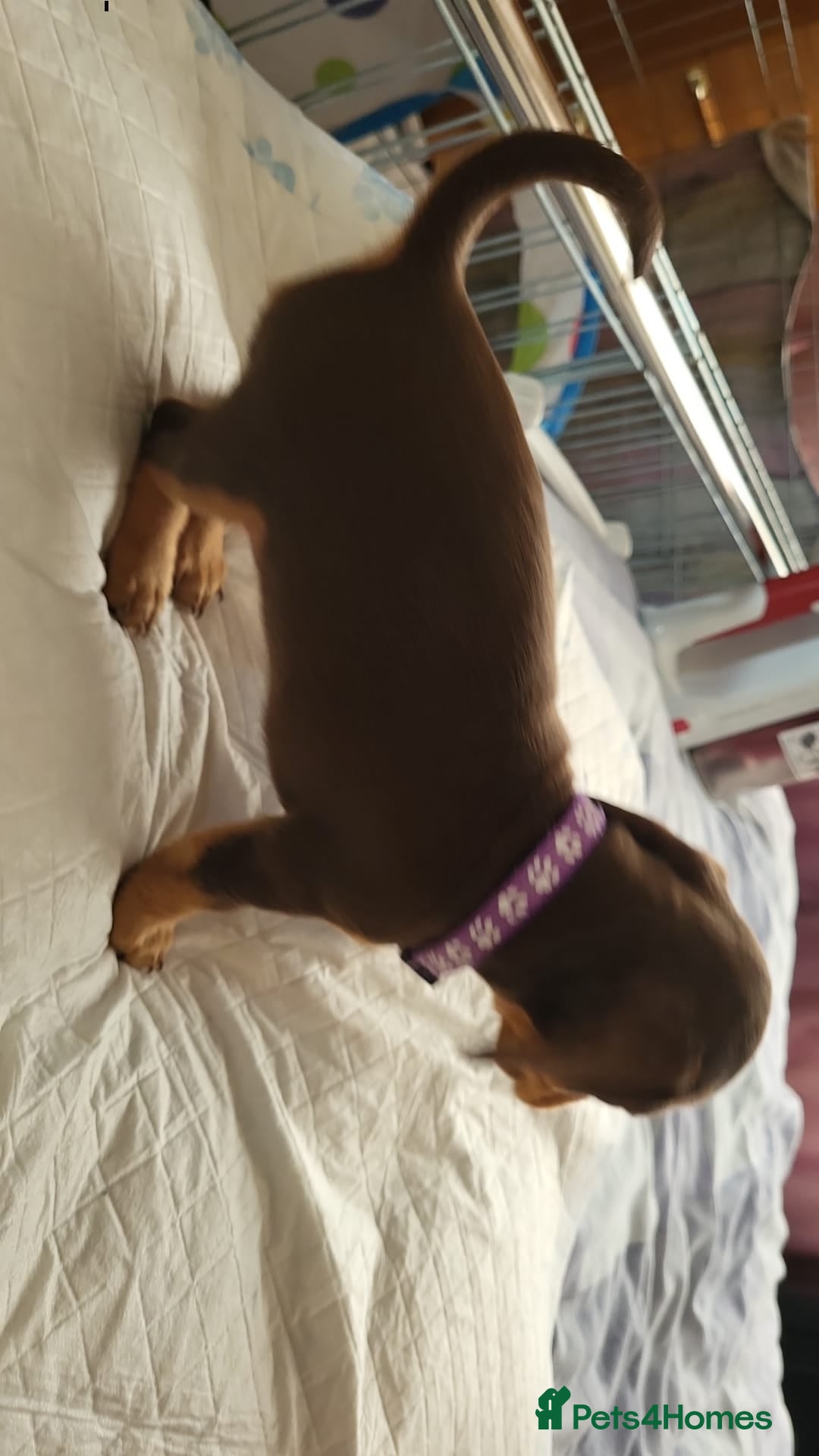 Dachshund dogs for sale: Smooth Haired Dachshund puppies - Advert 31