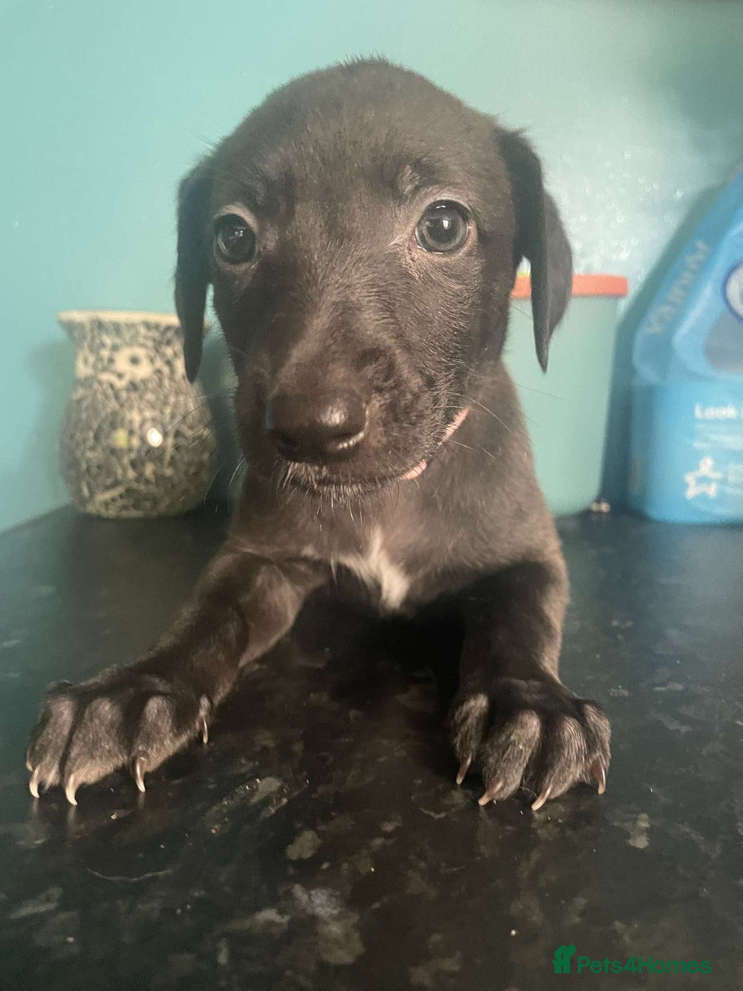 Mixed Breed dogs for sale: Apricot lurcher/kc blue whippet - Image 3