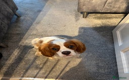 King Charles Spaniel dogs for sale: King Charles cavalier - Image 3