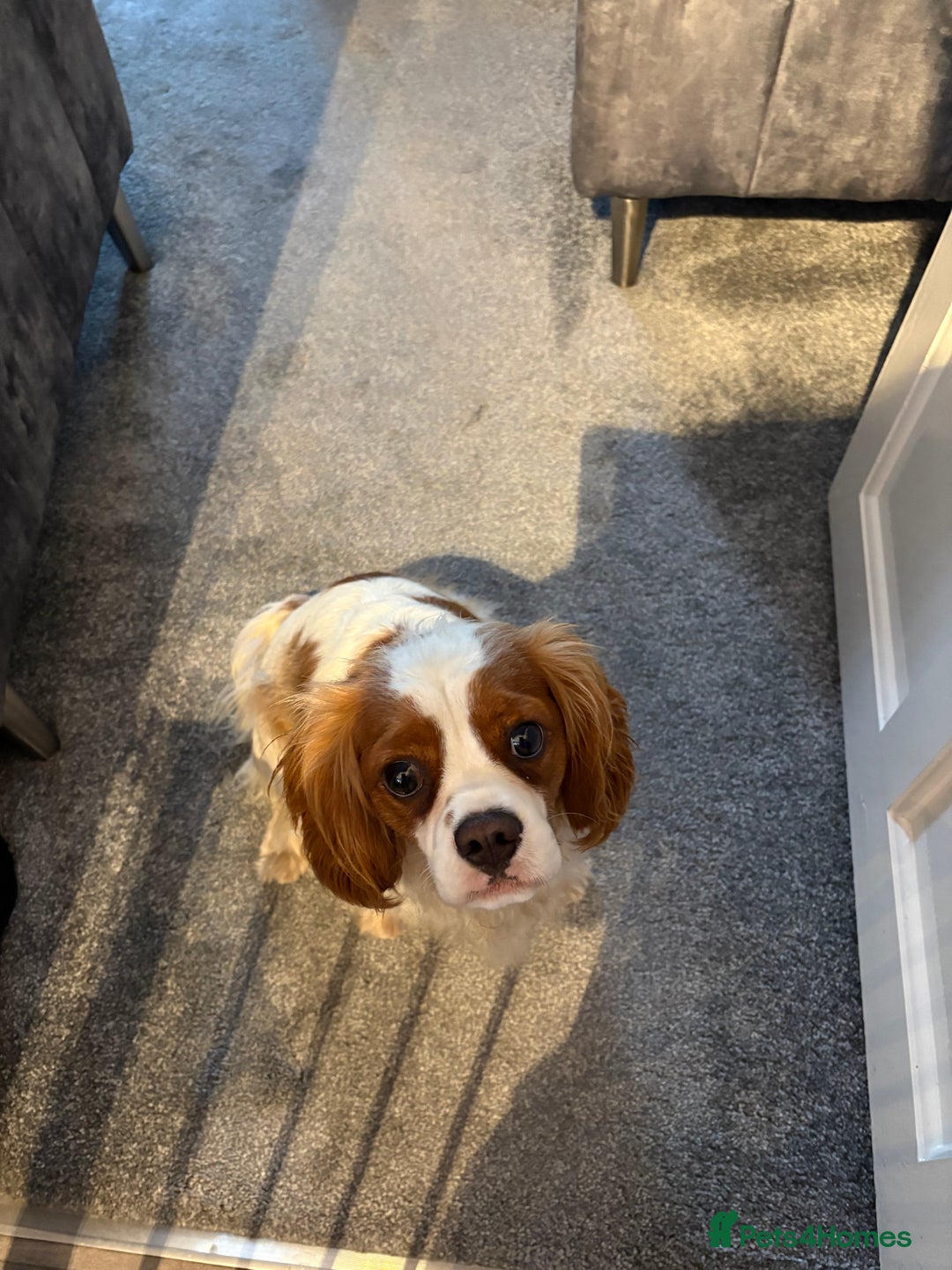 King Charles Spaniel dogs for sale: King Charles cavalier - Image 3