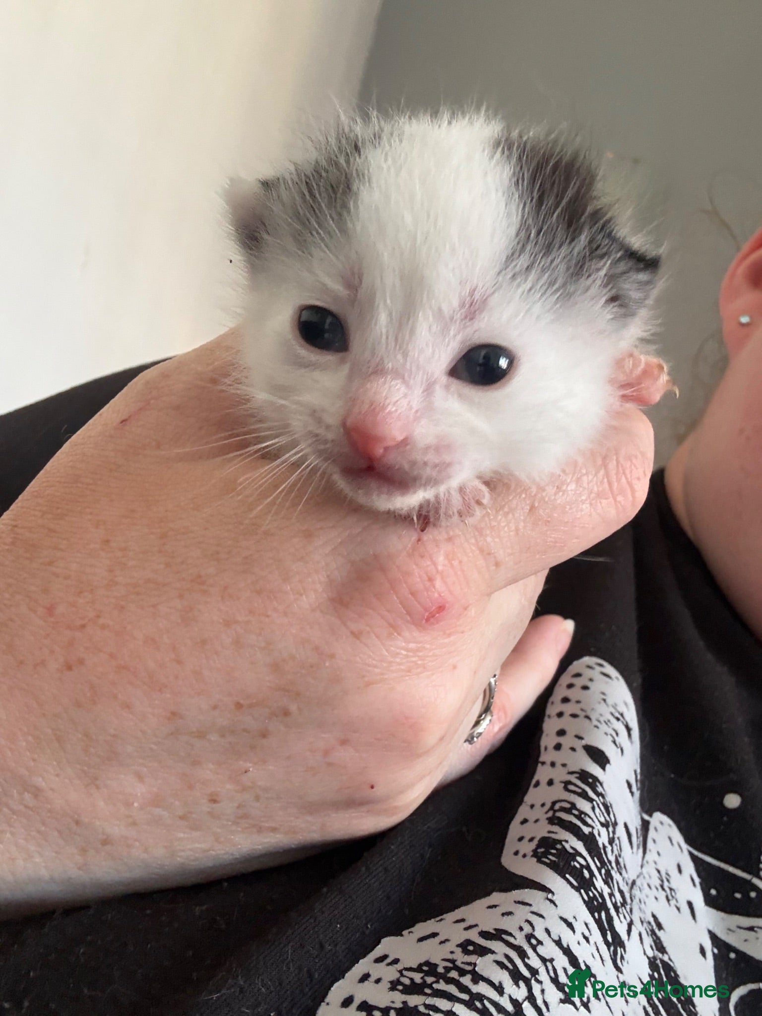 Mixed Breed cats 1 Beautiful Kitten left to find his Forever Homes - Advert 13