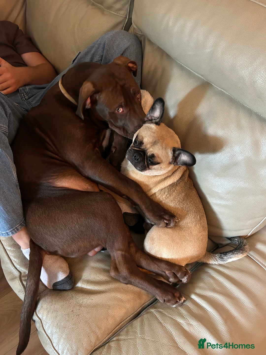 Mixed Breed dogs for sale: 8 month old male staffy x American bulldog  - Advert 6