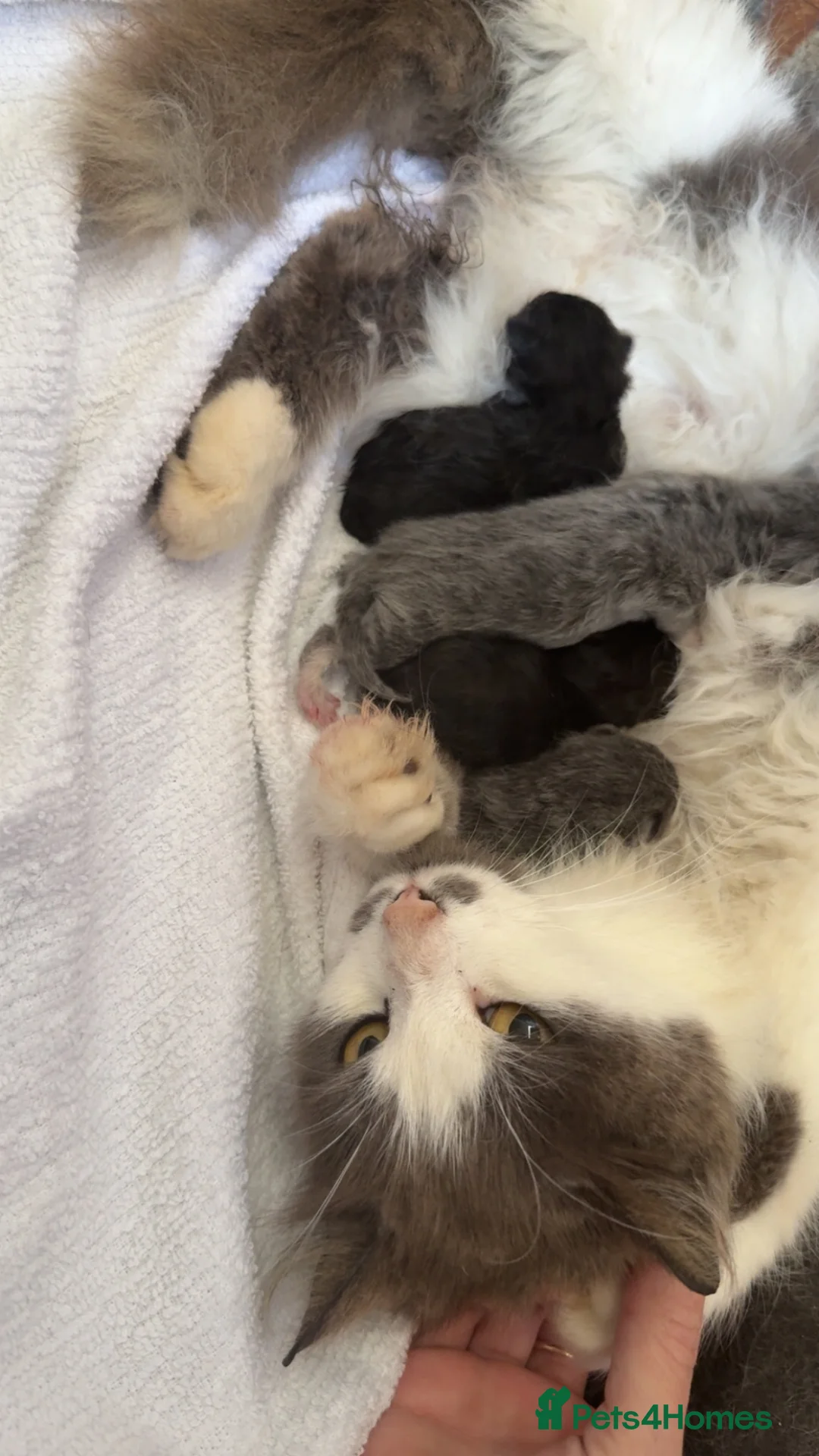 Domestic Shorthair cats for sale: Maple, Moose & Midget in Scunthorpe - Advert 1