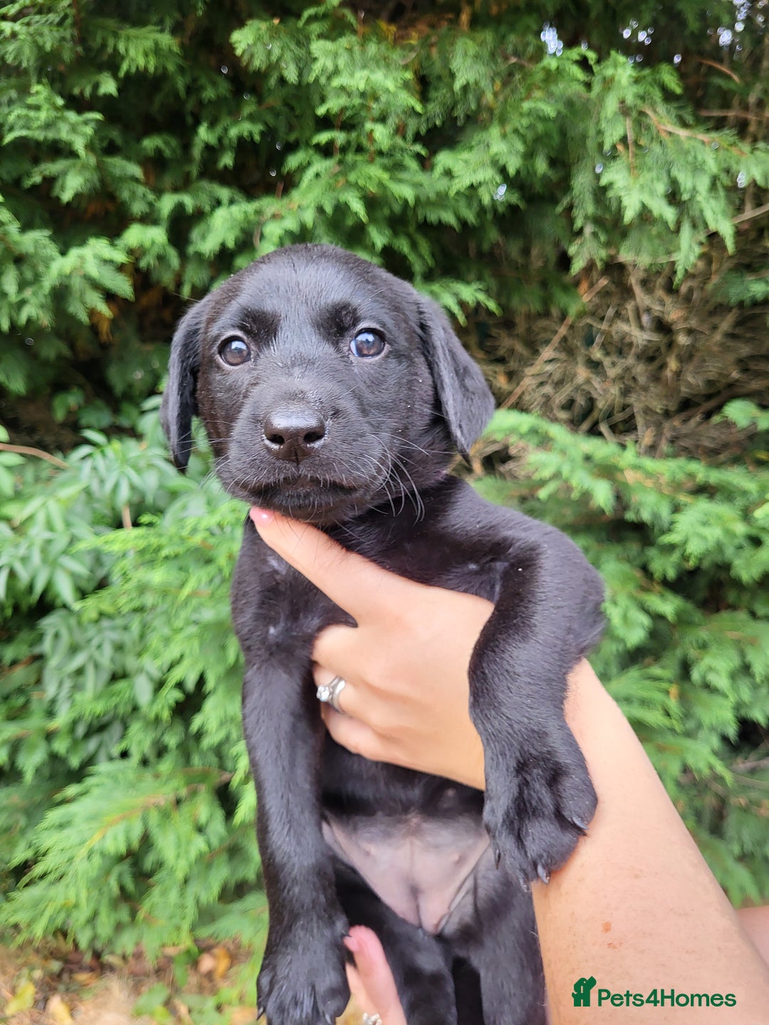 Labrador Retriever dogs for sale: Kc labrador puppies in Much Wenlock - Image 7