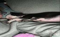 Frug dogs for sale: 12 week old boy frug - Image 4