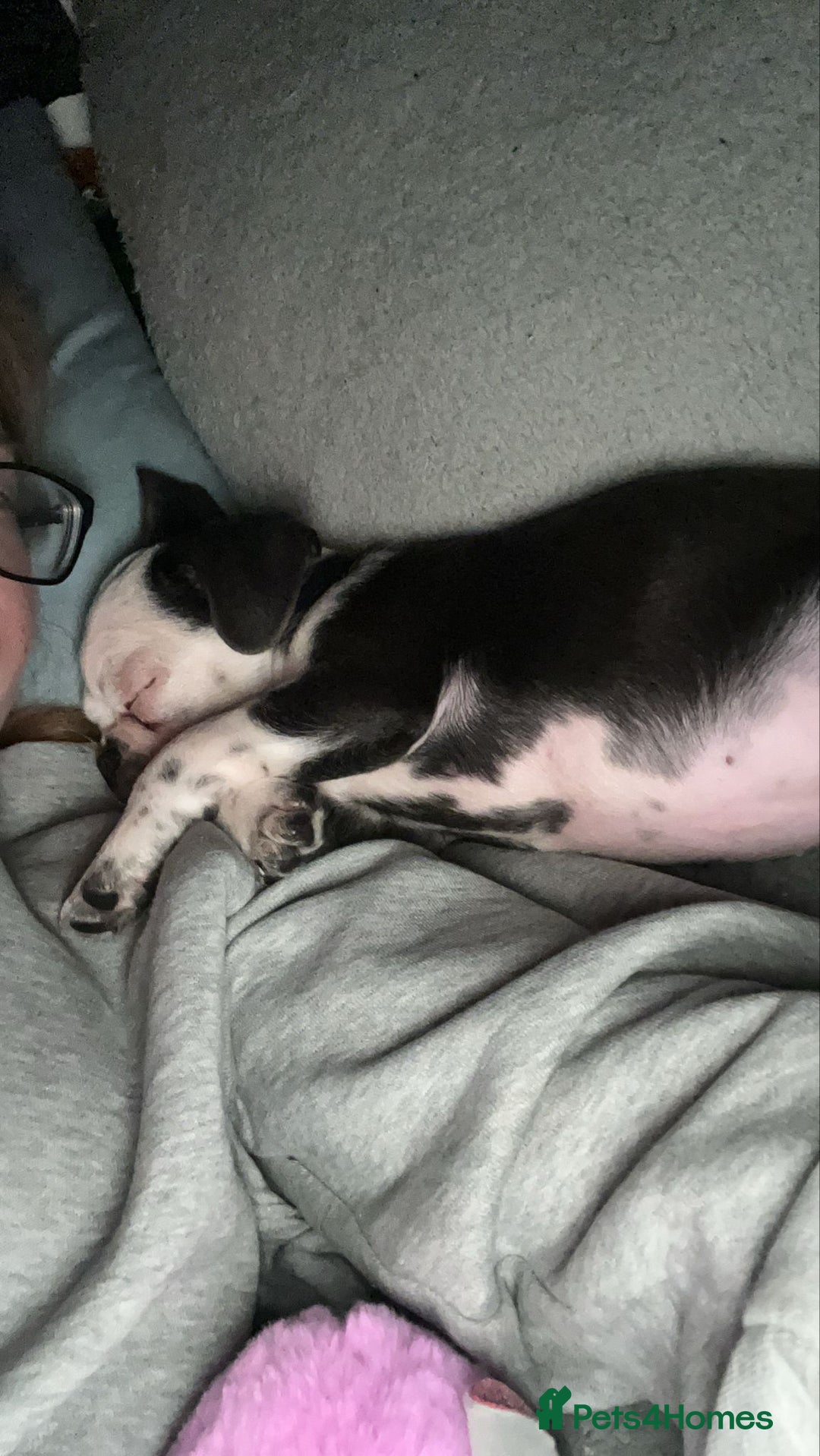 Frug dogs for sale: 12 week old boy frug - Image 4