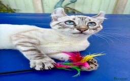 Savannah cats for sale: Superb polydactyl curled eared snow leopard  - Image 4