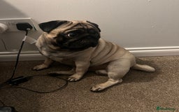 Pug dogs for sale: 1 pug (shug) who was reserved has became available - Image 8