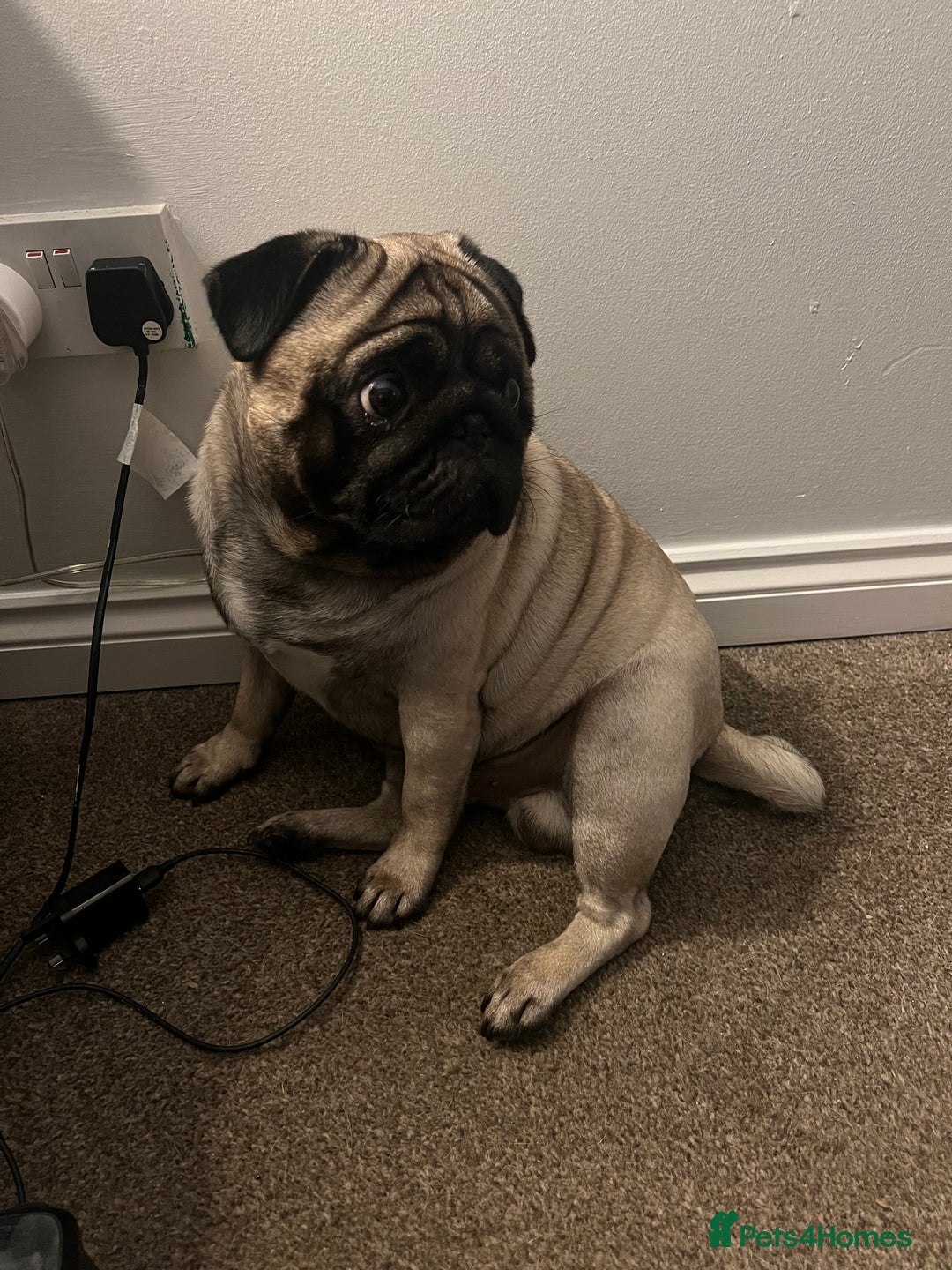Pug dogs for sale: 1 pug (shug) who was reserved has became available - Image 8