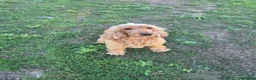 Cocker Spaniel dogs for sale: Cocker Spaniel Female - Advert 2