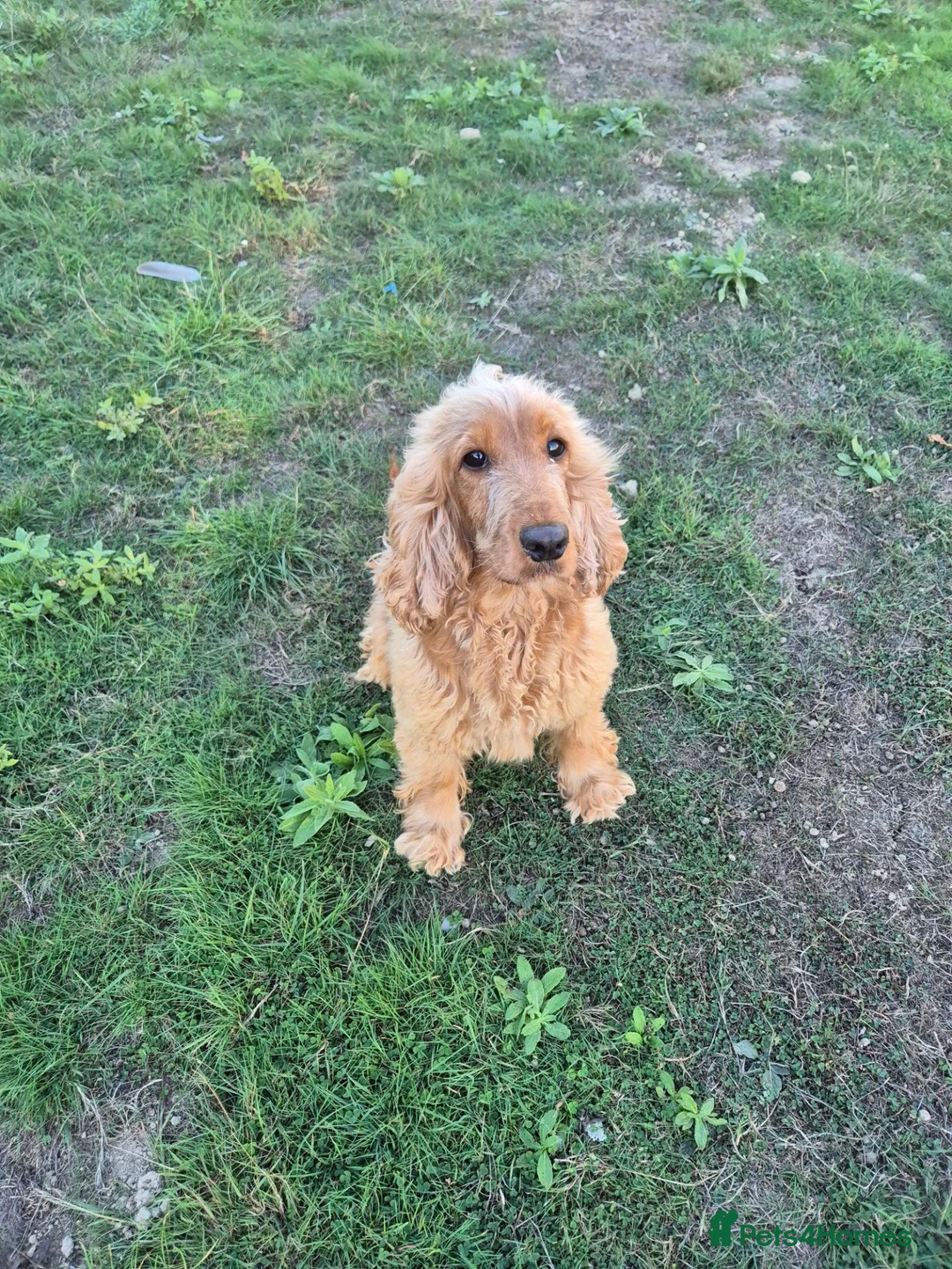 Cocker Spaniel dogs for sale: Cocker Spaniel Female - Advert 2