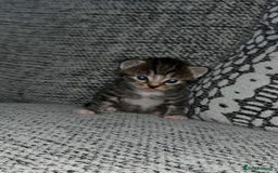 Domestic Shorthair cats for sale: Blue/Brown/Black Tabbies (DSH) - Image 10