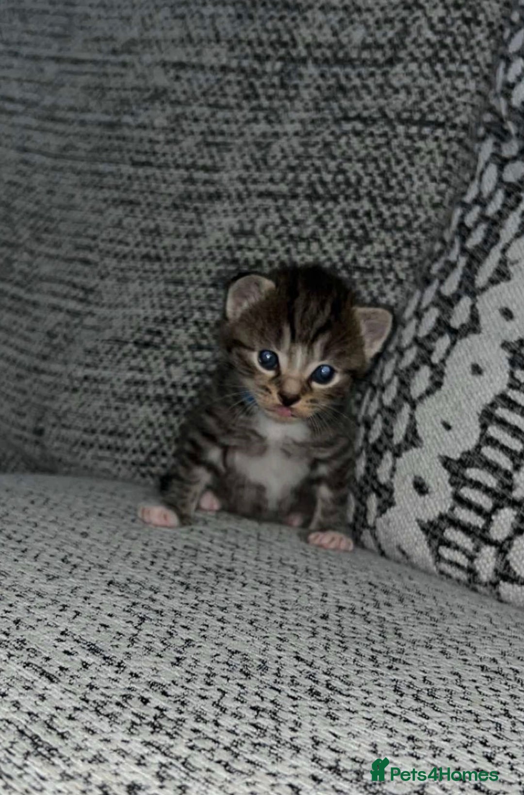 Domestic Shorthair cats for sale: Blue/Brown/Black Tabbies (DSH) - Image 10