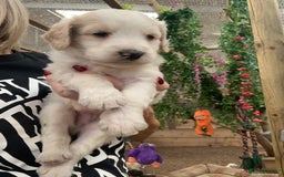 Bernedoodle dogs for sale: Midi Medium Bernedoodle Puppies  - Image 18