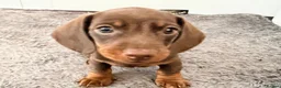 Miniature Dachshund dogs for sale: miniature dashhounds kc registered  - Advert 3