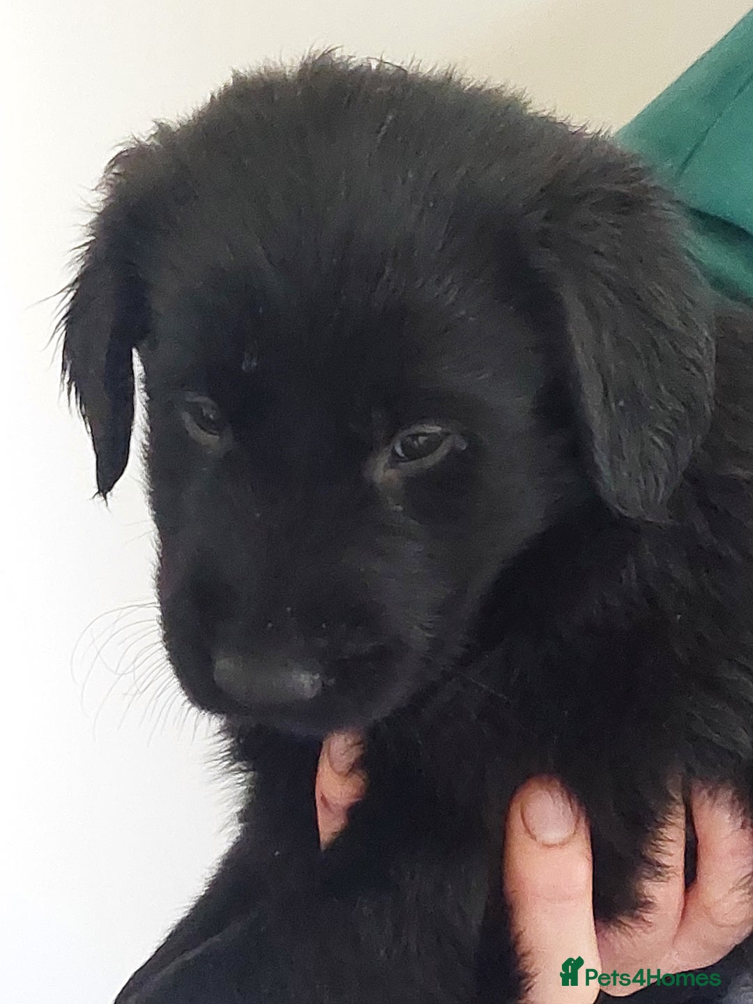 Flat coated Retriever dogs for sale: Flatcoated retriever puppies  - Image 7