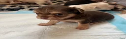 Chihuahua dogs for sale: Oh hey! We are new here! Beautiful Chihuahua pups - Advert 11