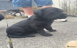 Labrador Retriever dogs for sale: FANTATIC bred Labradors - Image 9