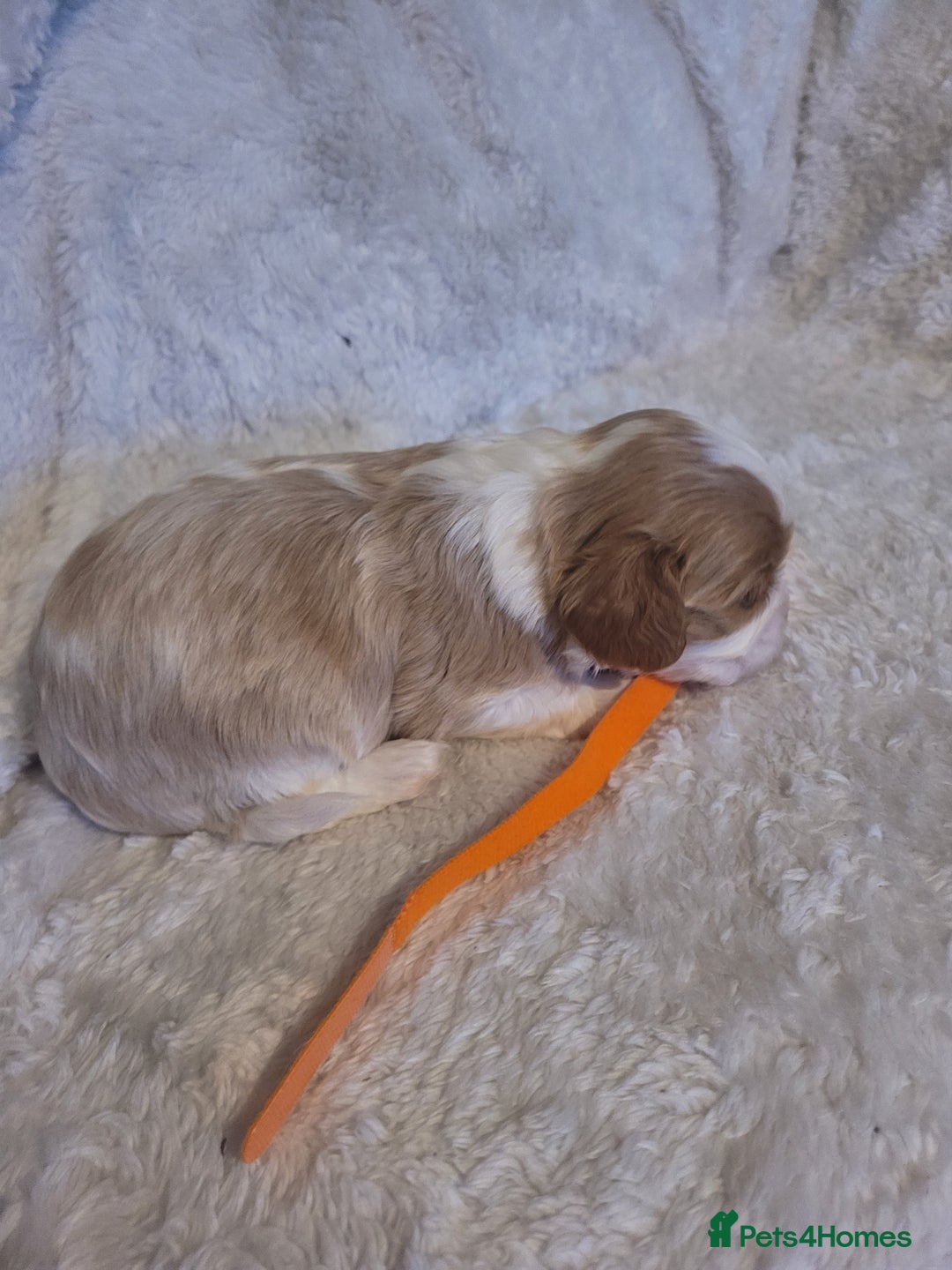 Cavalier King Charles Spaniel dogs for sale: Cavalier king charles pups - Image 18