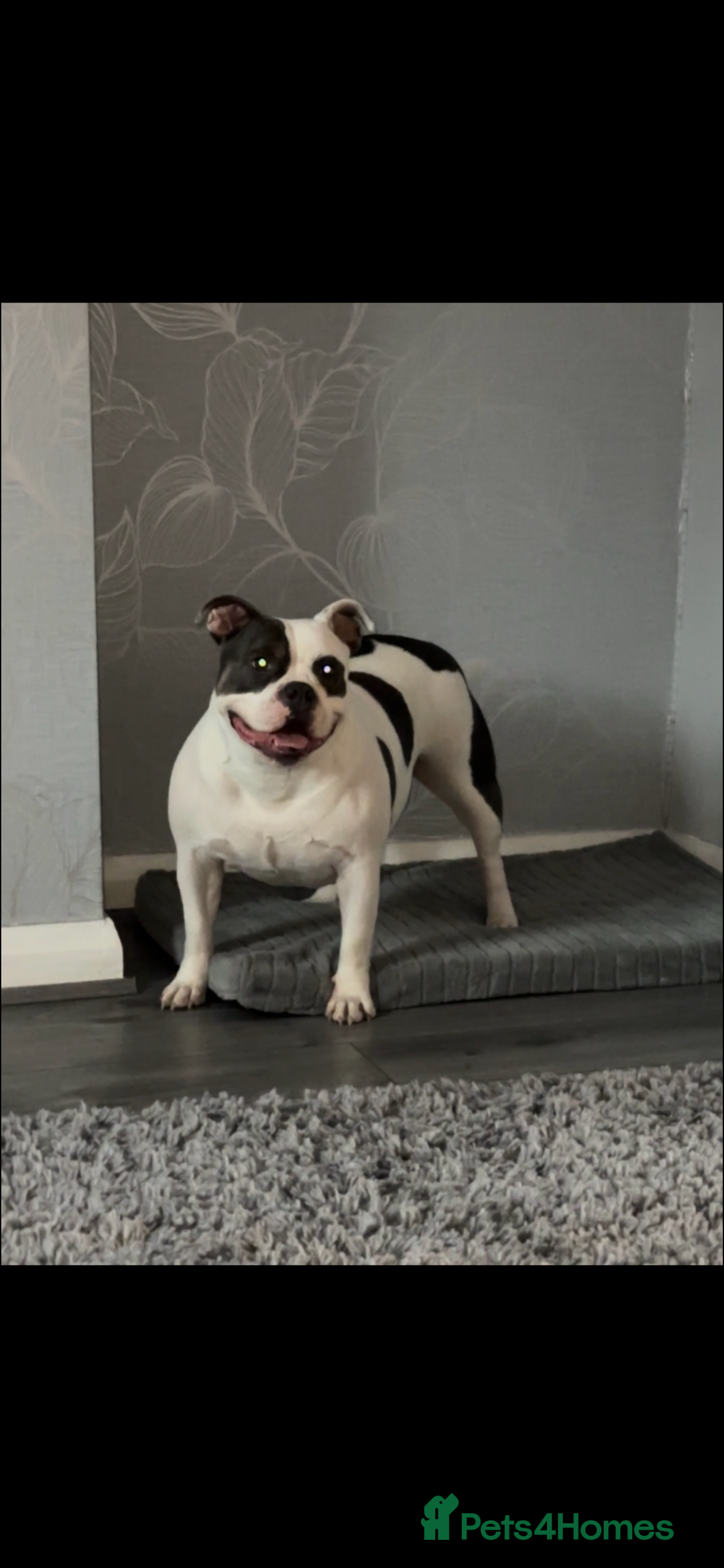 American Bully dogs for sale: POCKET BULLY PUPPYS  - Advert 6