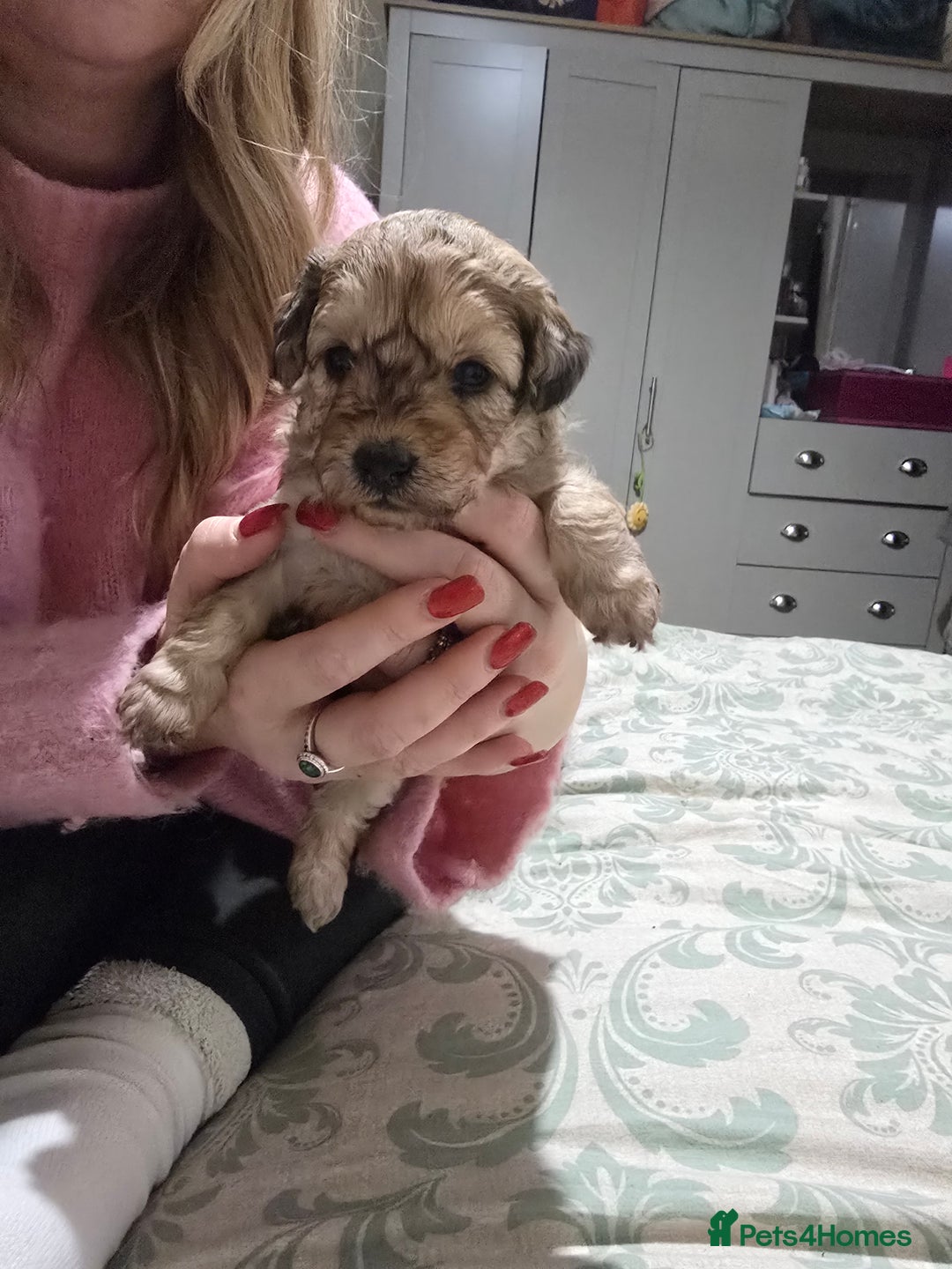 Miniature Poodle dogs for sale: Miniture poodles for sale 2 girls 2 boys - Advert 4