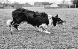 Border Collie dogs for stud: *STUD* Merlin - Image 9