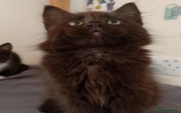 Mixed Breed cats for sale: Female kittens for sale  - Image 4
