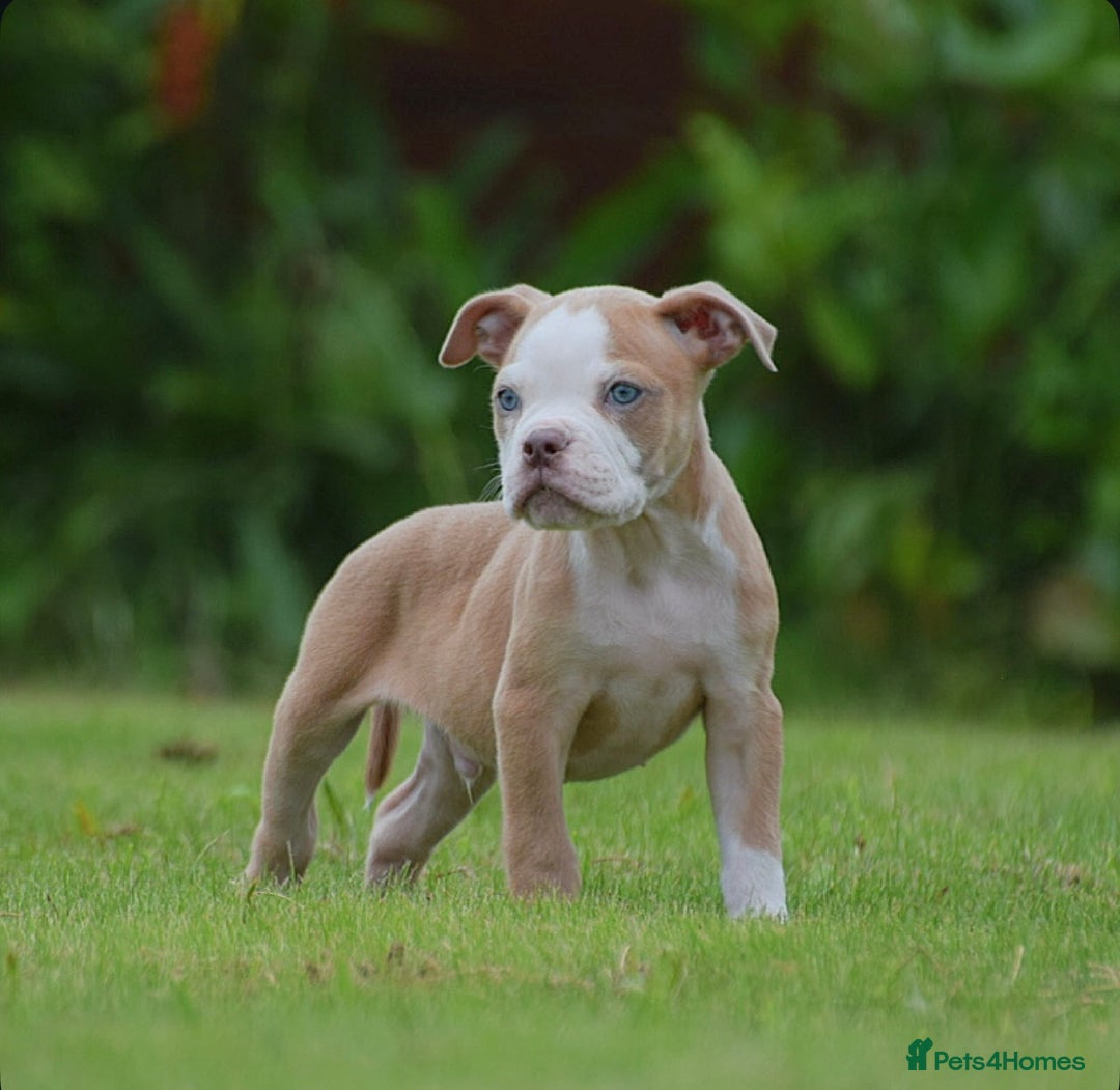 Old Tyme Bulldog dogs for sale: 5⭐️RATED, LICENSED. 23 YEARS EXPERIENCE  - Image 11