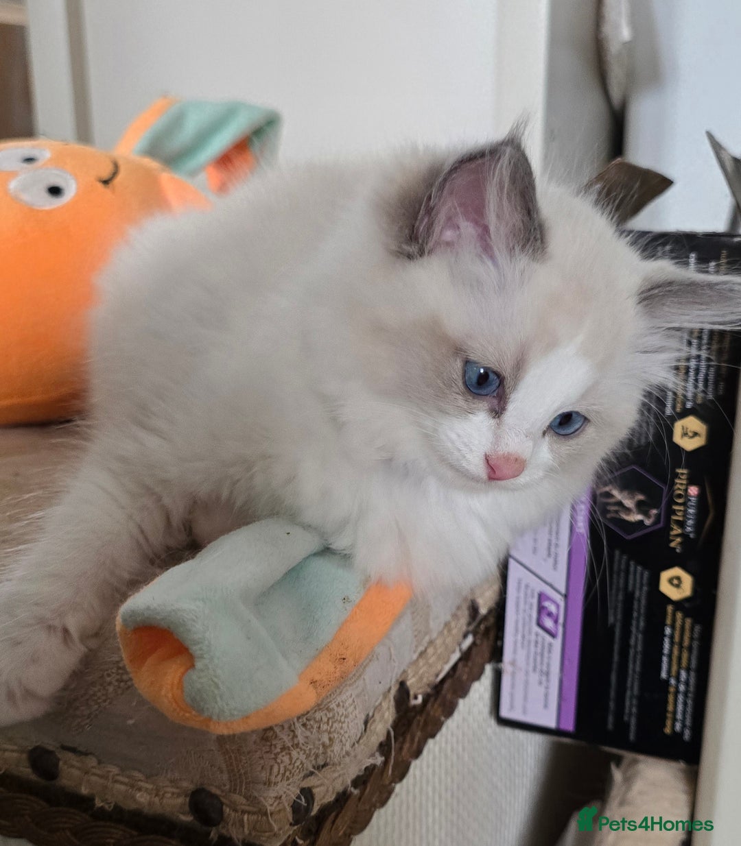 Ragdoll cats for sale: Stunning Ragdoll kittens .TICA registered  - Advert 9