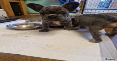 French Bulldog dogs - Advert 2