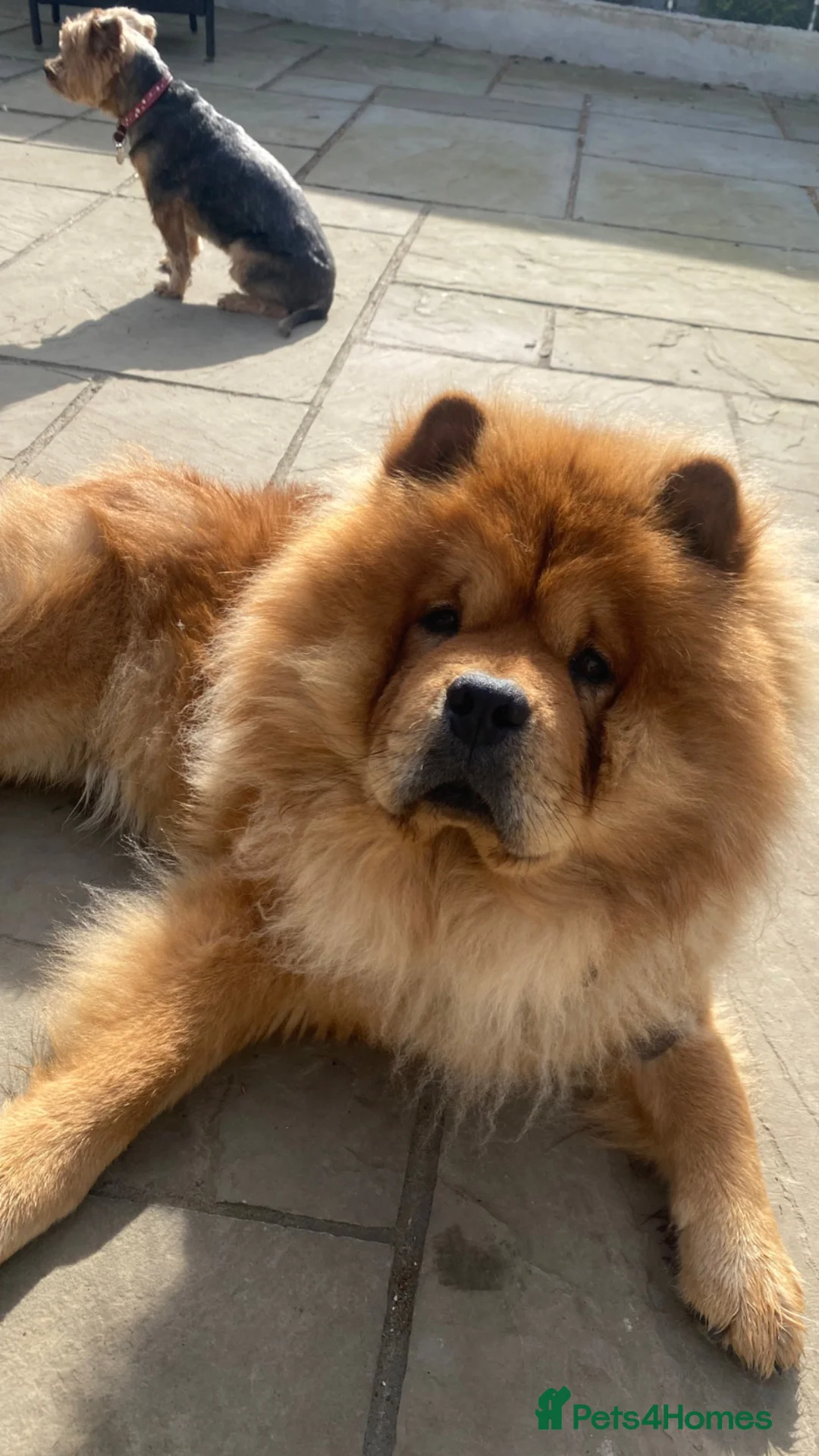 Chow Chow dogs for sale: Pablo The Chow - Advert 9