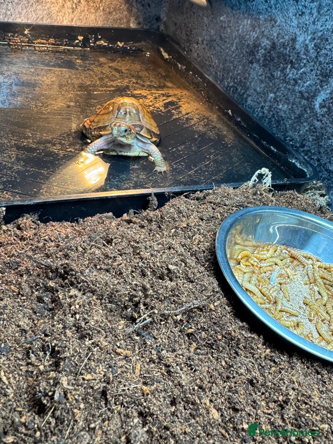 Turtle reptiles for sale: Box Turtle  - Advert 2