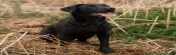 Labrador Retriever dogs for sale: Outstanding Labrador Puppies–Exceptional Pedigree - Advert 10