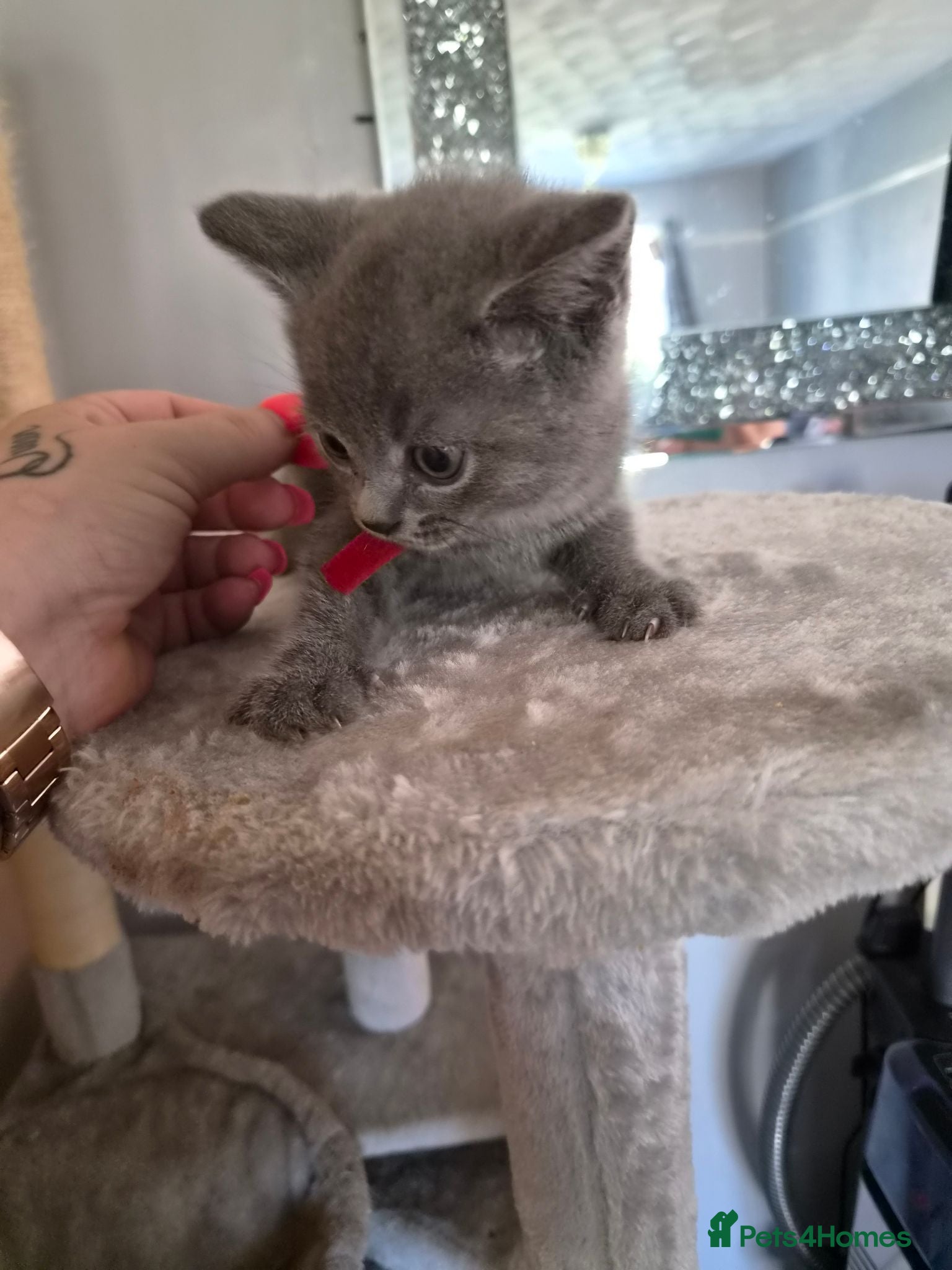 British Shorthair cats British Shorthair x Domestic Shorthair - Advert 2