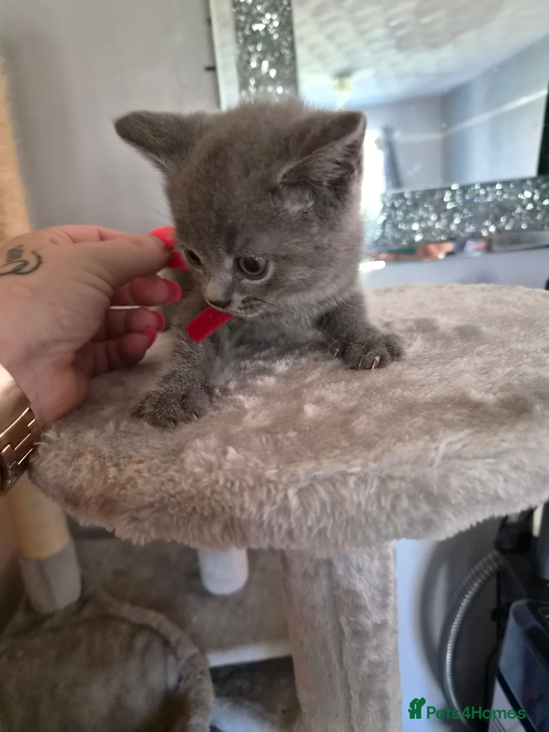 British Shorthair cats for sale: British Shorthair x Domestic Shorthair - Advert 1