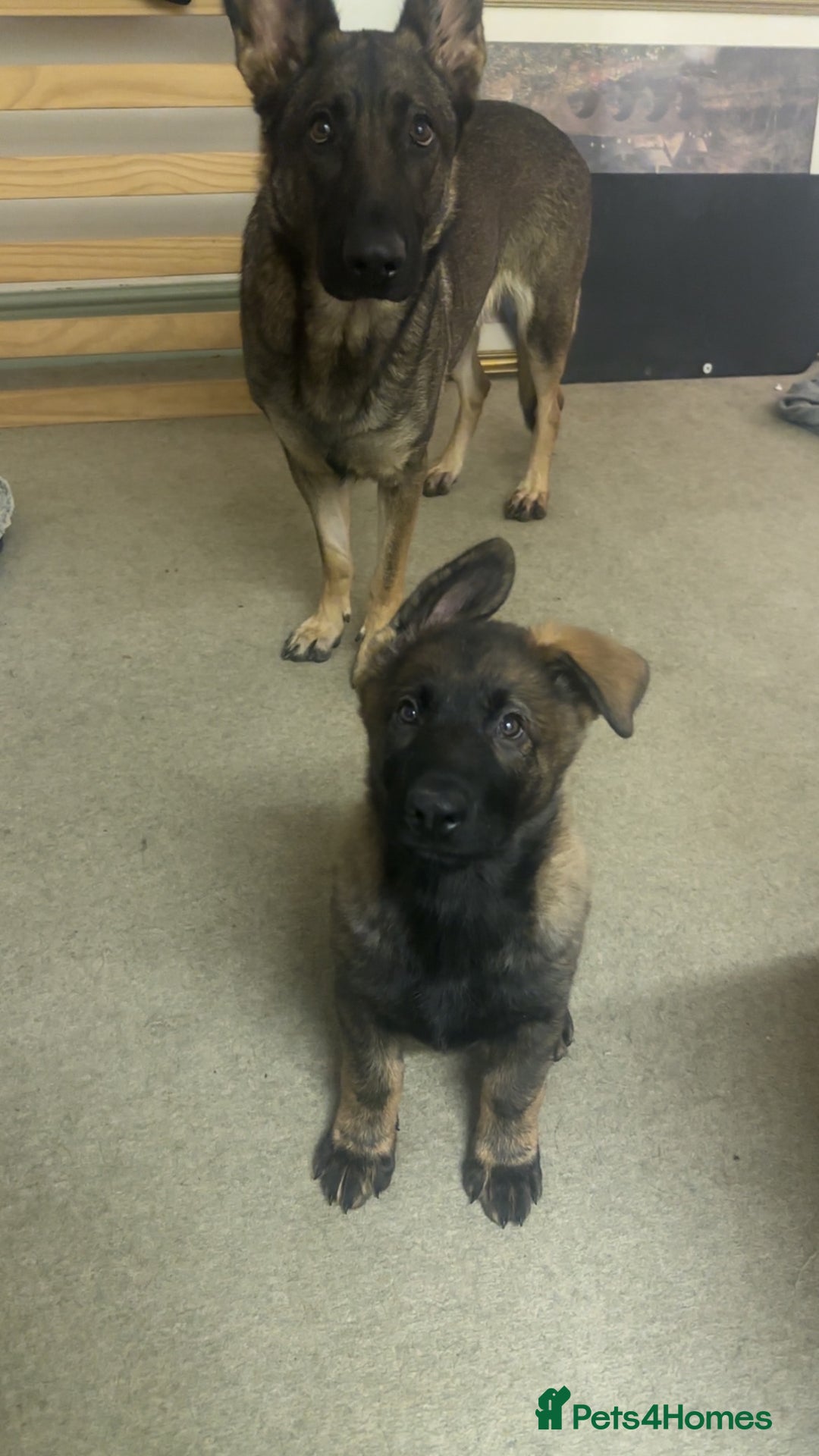 German Shepherd dogs for sale: 1 beautiful female German shepher kc reg working - Advert 3