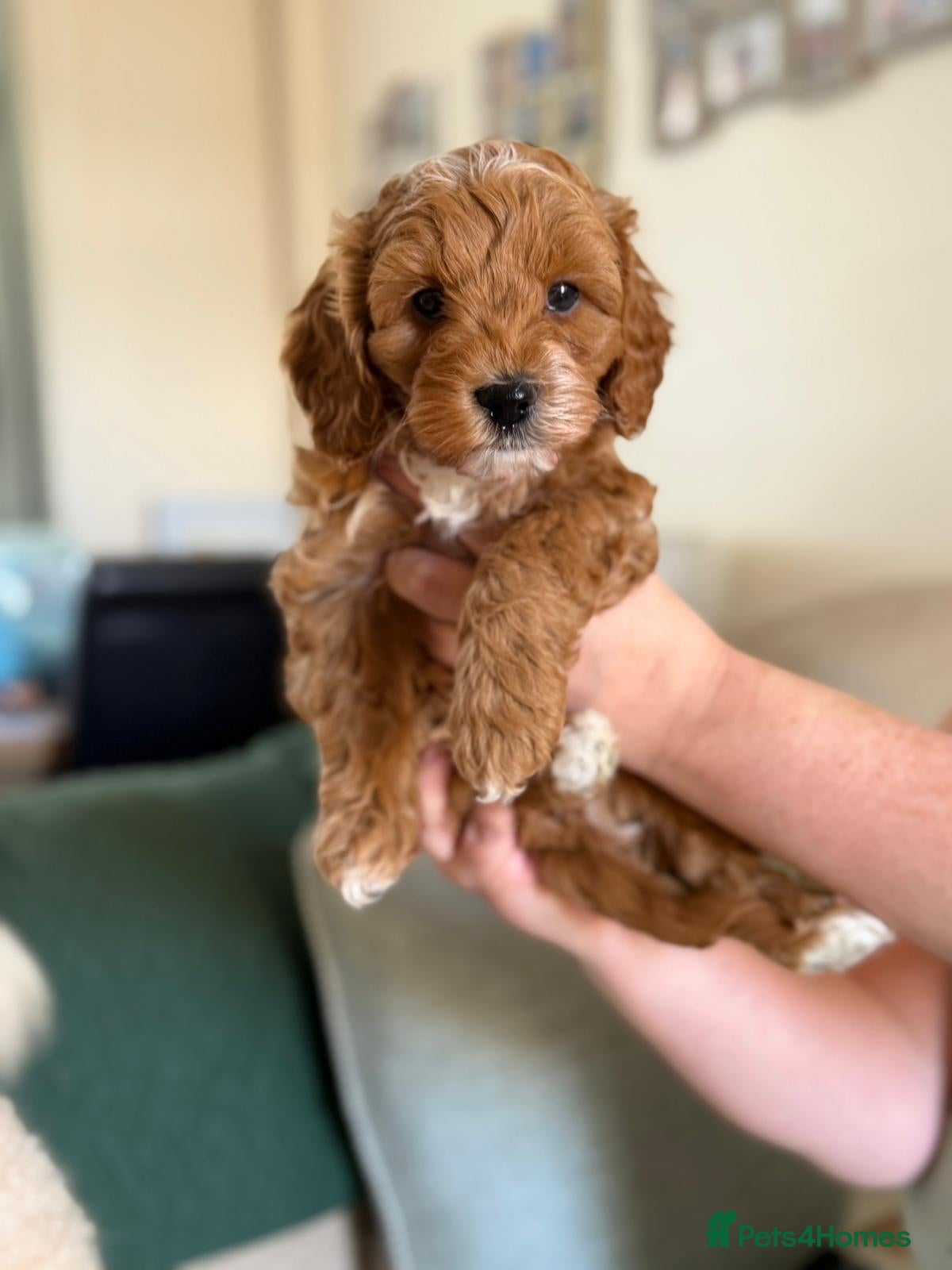 Cavapoo dogs A beautiful litter of F2 Cavapoos - Advert 2