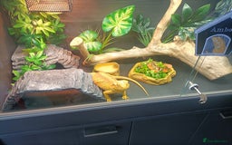 Bearded Dragon reptiles for sale: Bearded dragon  - Image 3