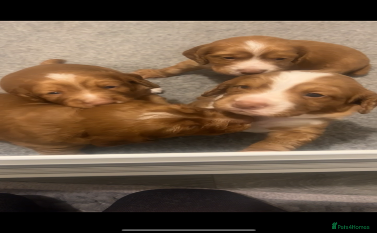 Cocker Spaniel dogs - Advert 7