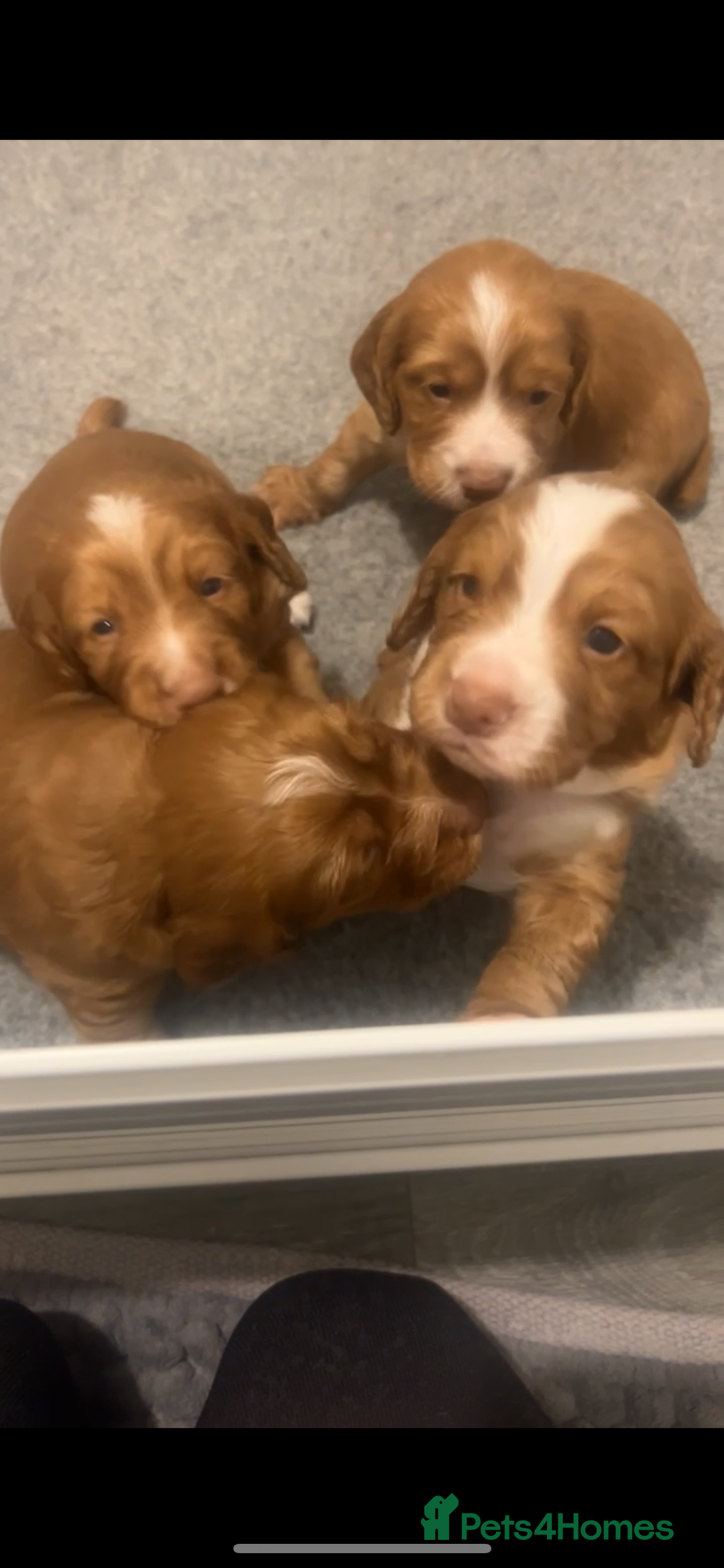 Cocker Spaniel dogs for sale: Top Quality Working Cocker Spaniels - Image 1