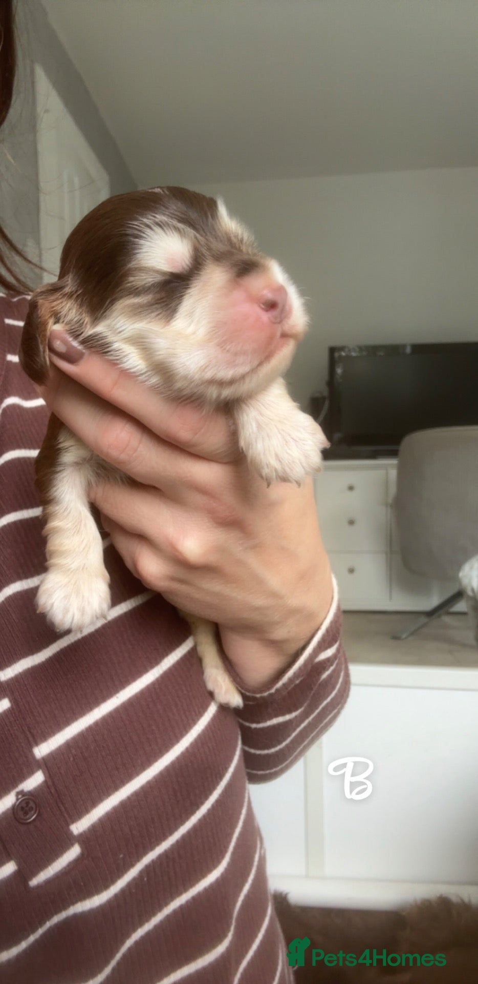 Cocker Spaniel dogs 🤎 KC show cocker spaniels 🤎 - Advert 1