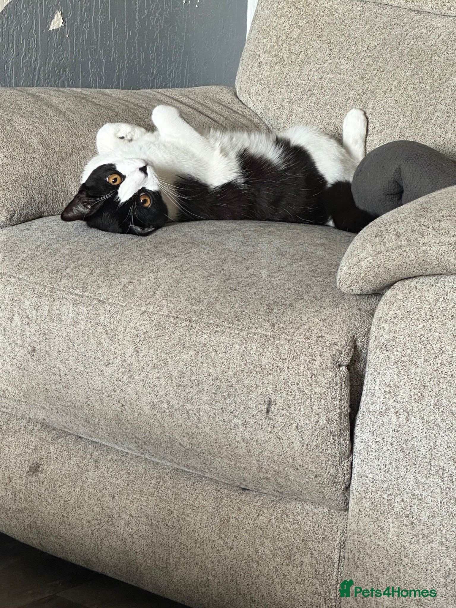 Mixed Breed cats Oreo and Moon - Advert 1