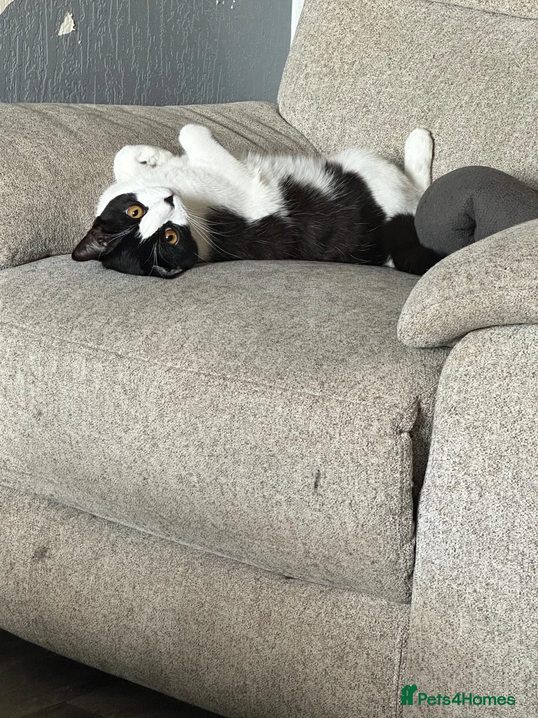 Mixed Breed cats for sale: Oreo and Moon in Barnoldswick - Advert 1